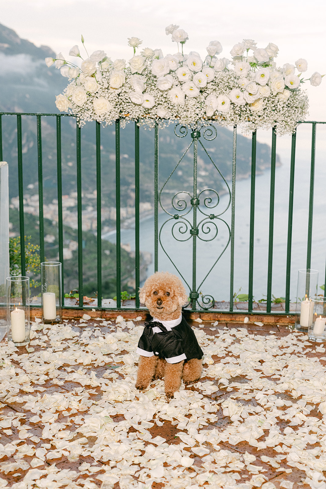 Puppy wearing outfit during romantic Amalfi Coast proposal